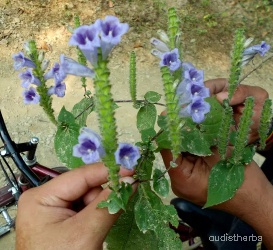 Perilepta auriculata fullplant4.jpg